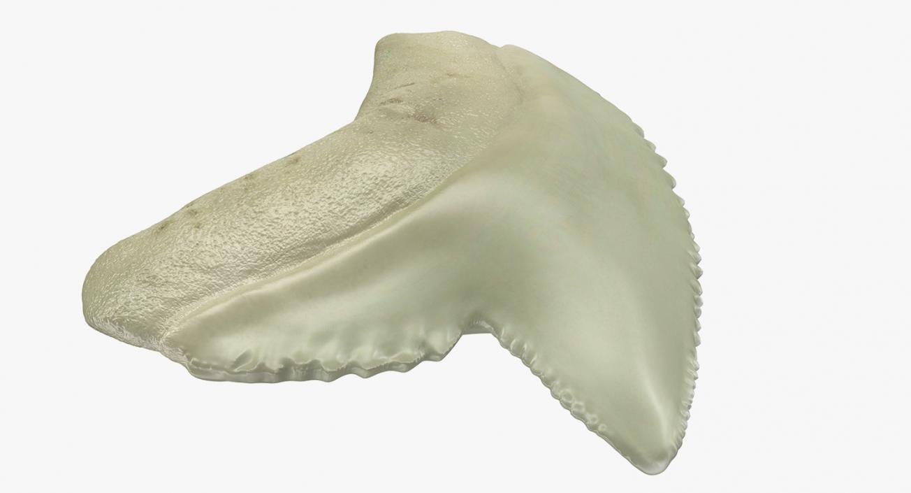 3D Tiger Shark Tooth Galeocerdo Aduncus