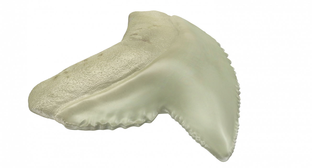 3D Tiger Shark Tooth Galeocerdo Aduncus