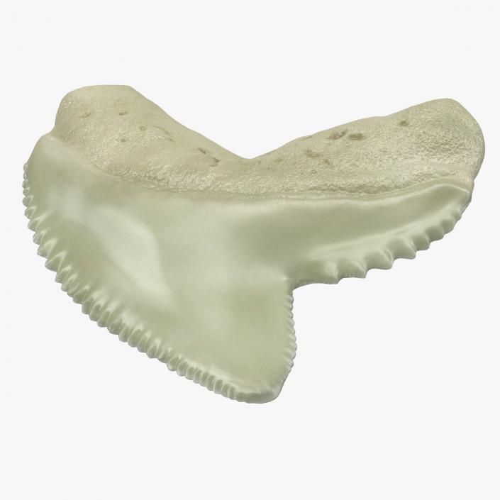 3D Tiger Shark Tooth Galeocerdo Aduncus