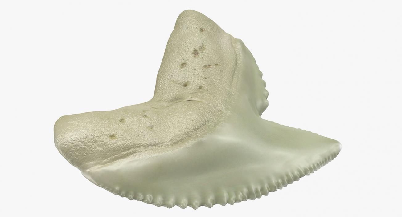 3D Tiger Shark Tooth Galeocerdo Aduncus