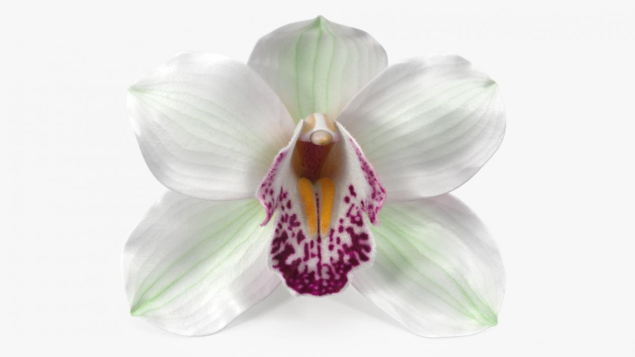 3D Cymbidium Hybrid Orchid White Fur model