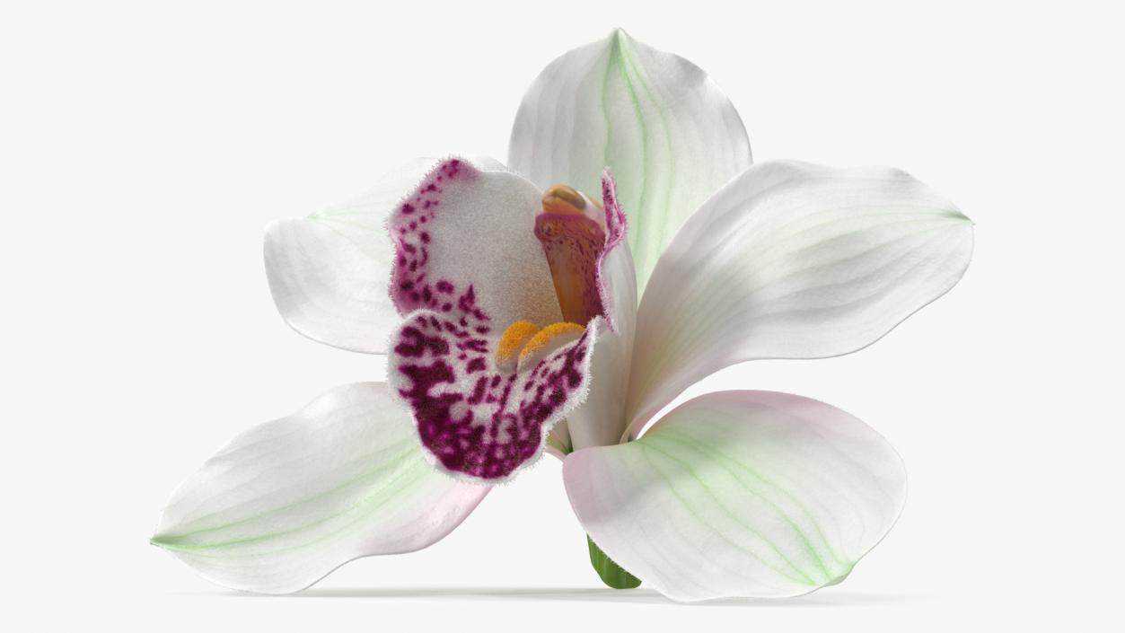 3D Cymbidium Hybrid Orchid White Fur model