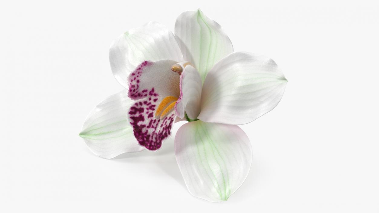 3D Cymbidium Hybrid Orchid White Fur model