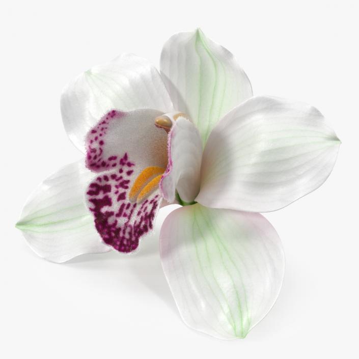 3D Cymbidium Hybrid Orchid White Fur model