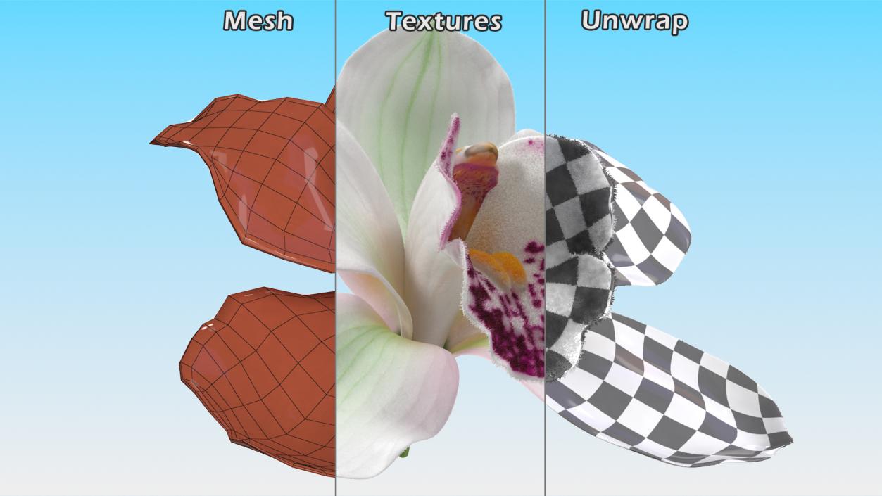 3D Cymbidium Hybrid Orchid White Fur model