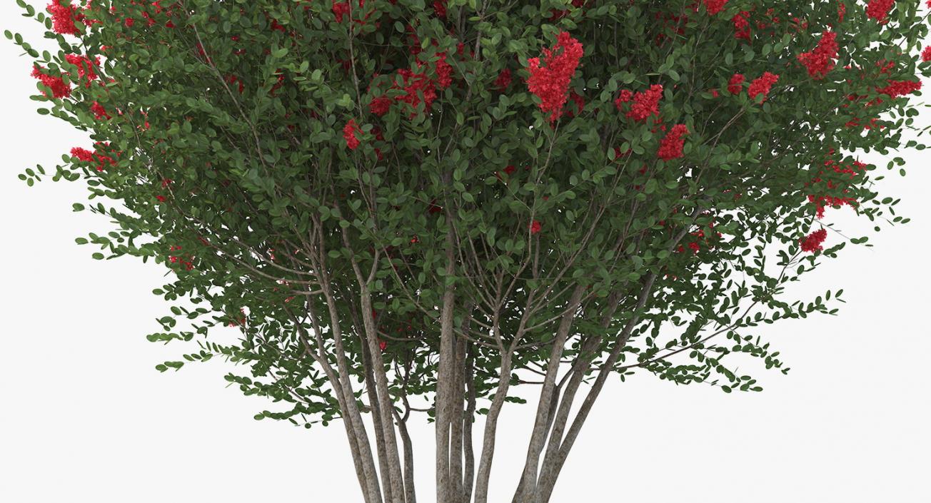 3D Red Crepe Myrtle Tree