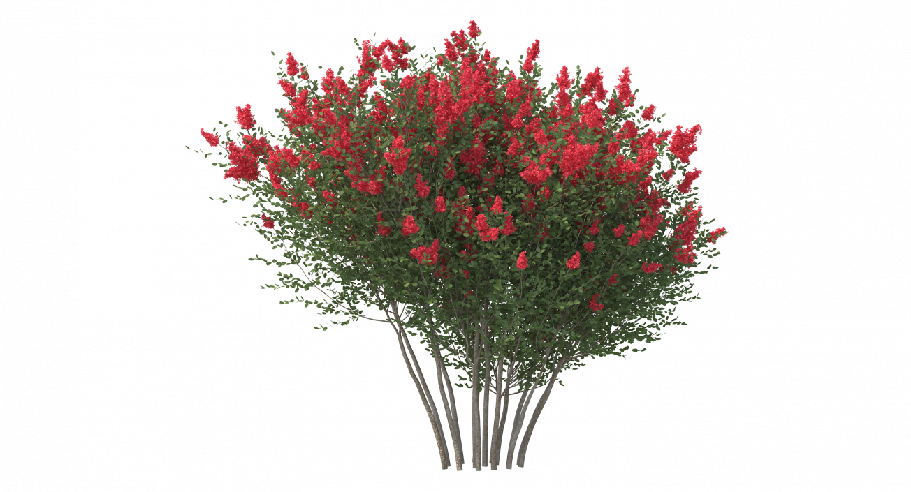 3D Red Crepe Myrtle Tree