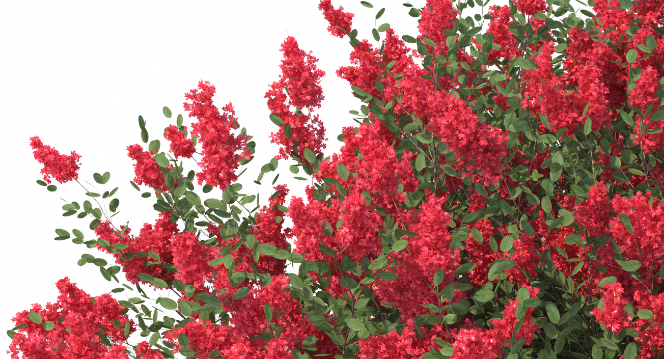 3D Red Crepe Myrtle Tree