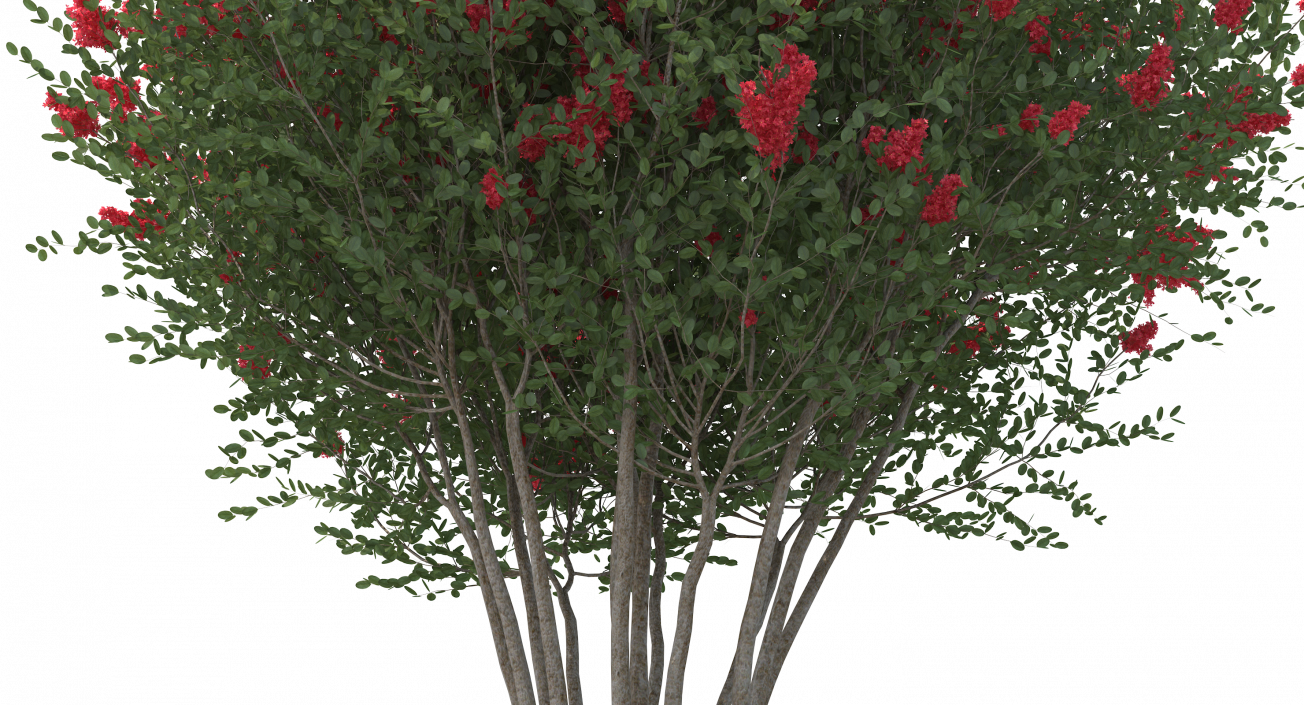 3D Red Crepe Myrtle Tree