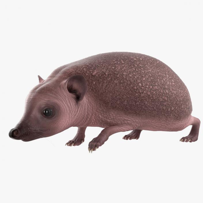 Hedgehog Bald Rigged for Maya 3D model