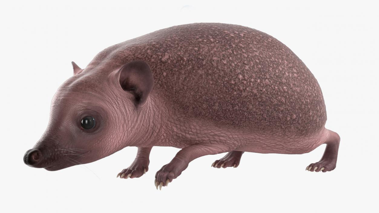 Hedgehog Bald Rigged for Maya 3D model