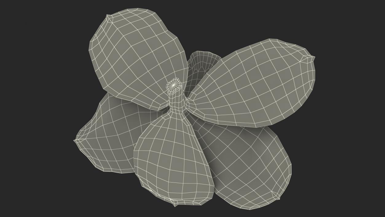 Hybrid Orchid White 3D model