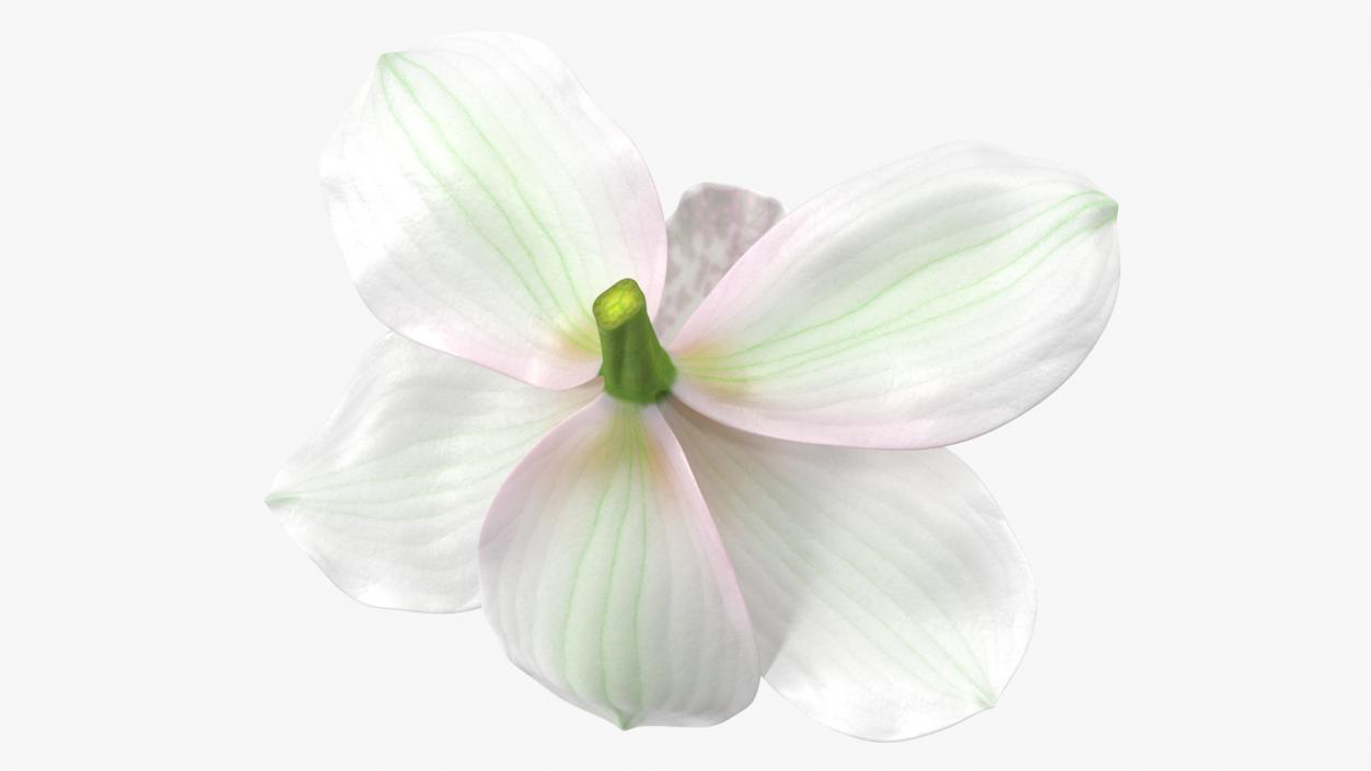 Hybrid Orchid White 3D model