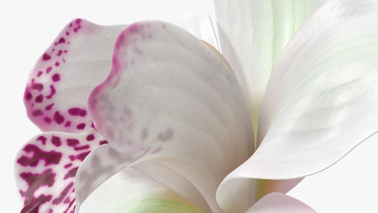 Hybrid Orchid White 3D model