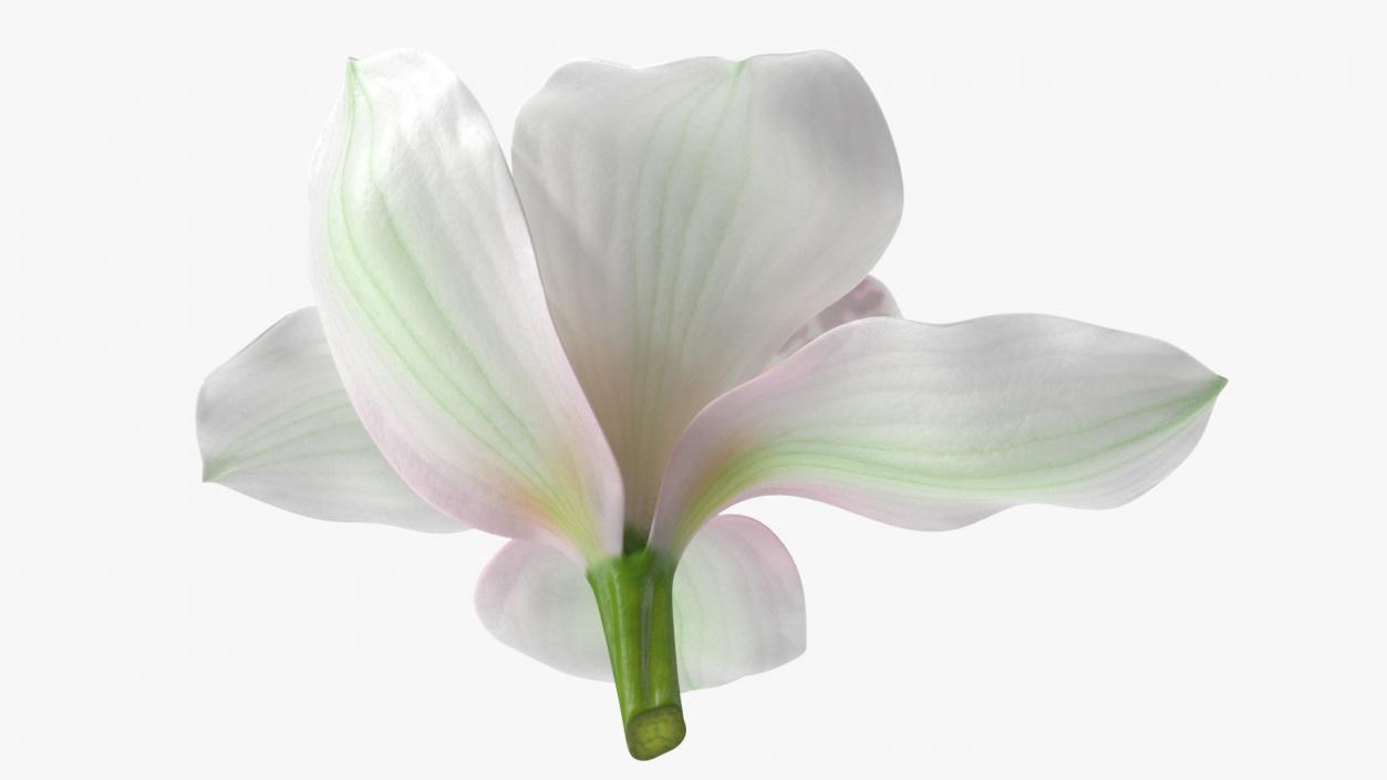 Hybrid Orchid White 3D model