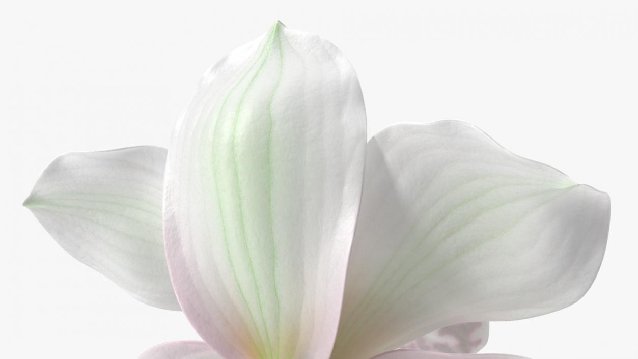 Hybrid Orchid White 3D model