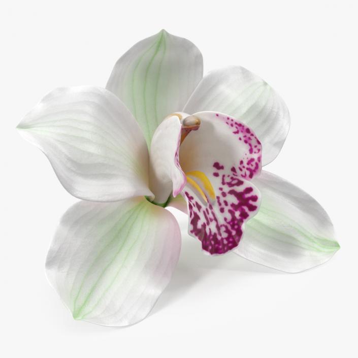 Hybrid Orchid White 3D model