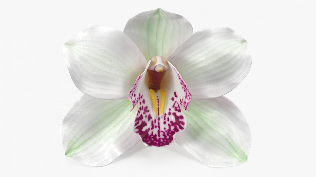 Hybrid Orchid White 3D model