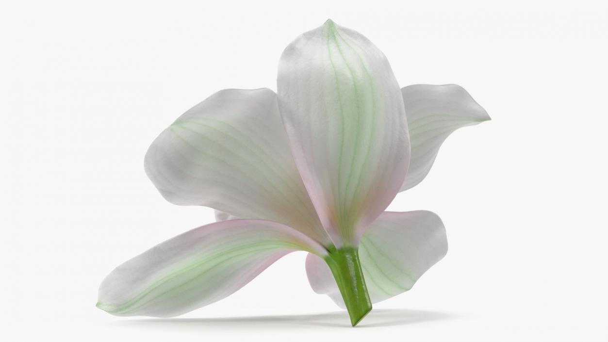 Hybrid Orchid White 3D model