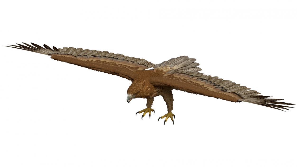 Gurney Eagle T Pose 3D model