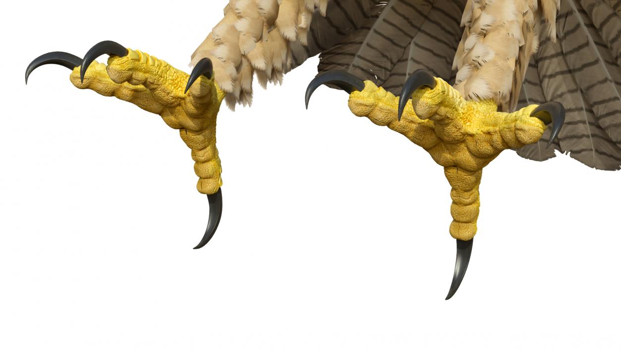 Gurney Eagle T Pose 3D model