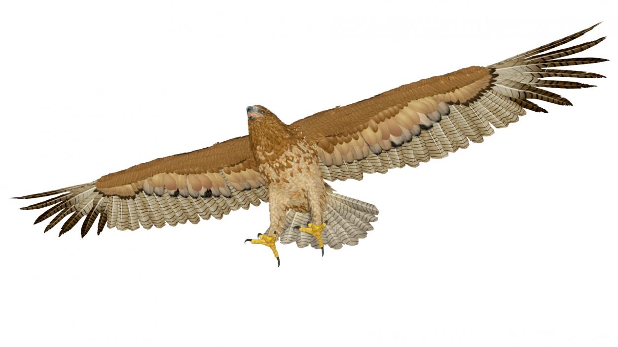 Gurney Eagle T Pose 3D model