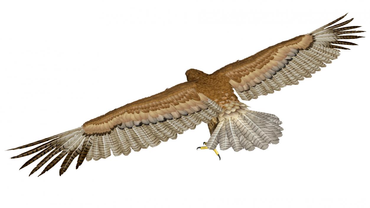 Gurney Eagle T Pose 3D model