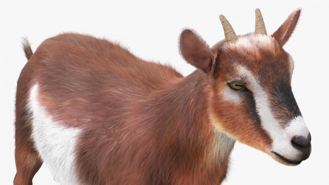 3D model Dairy Goat Brown Fur