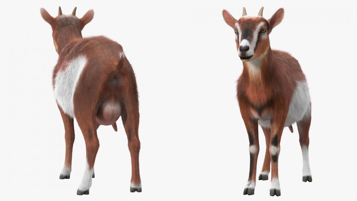 3D model Dairy Goat Brown Fur