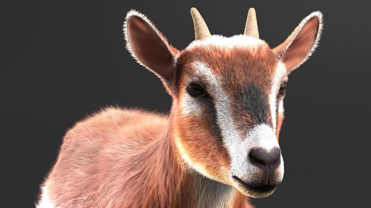 3D model Dairy Goat Brown Fur