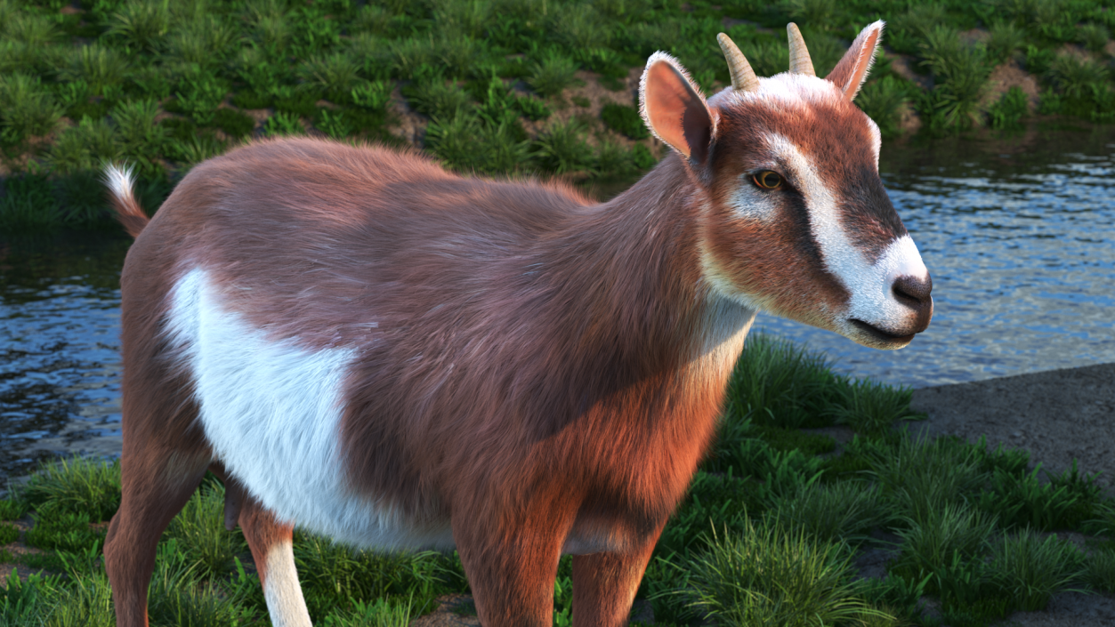 3D model Dairy Goat Brown Fur