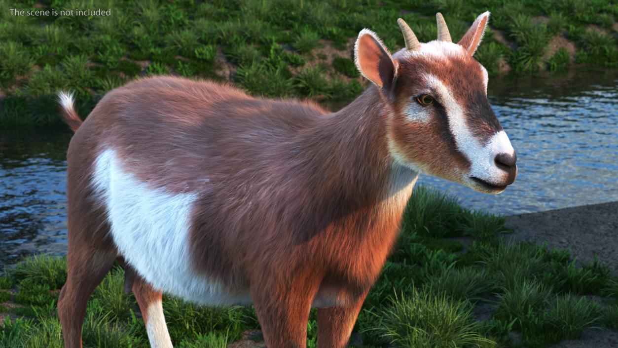 3D model Dairy Goat Brown Fur