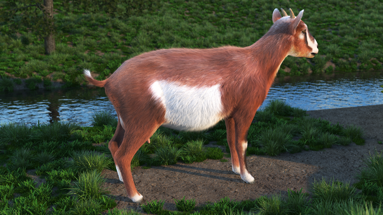 3D model Dairy Goat Brown Fur