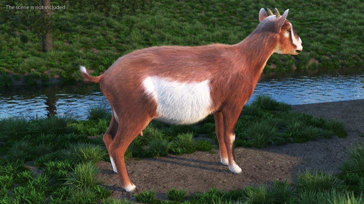 3D model Dairy Goat Brown Fur