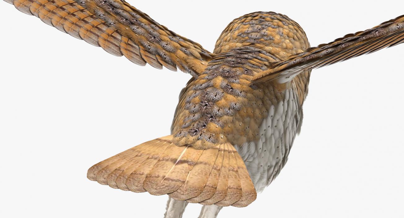 3D model Barn Owl Flying