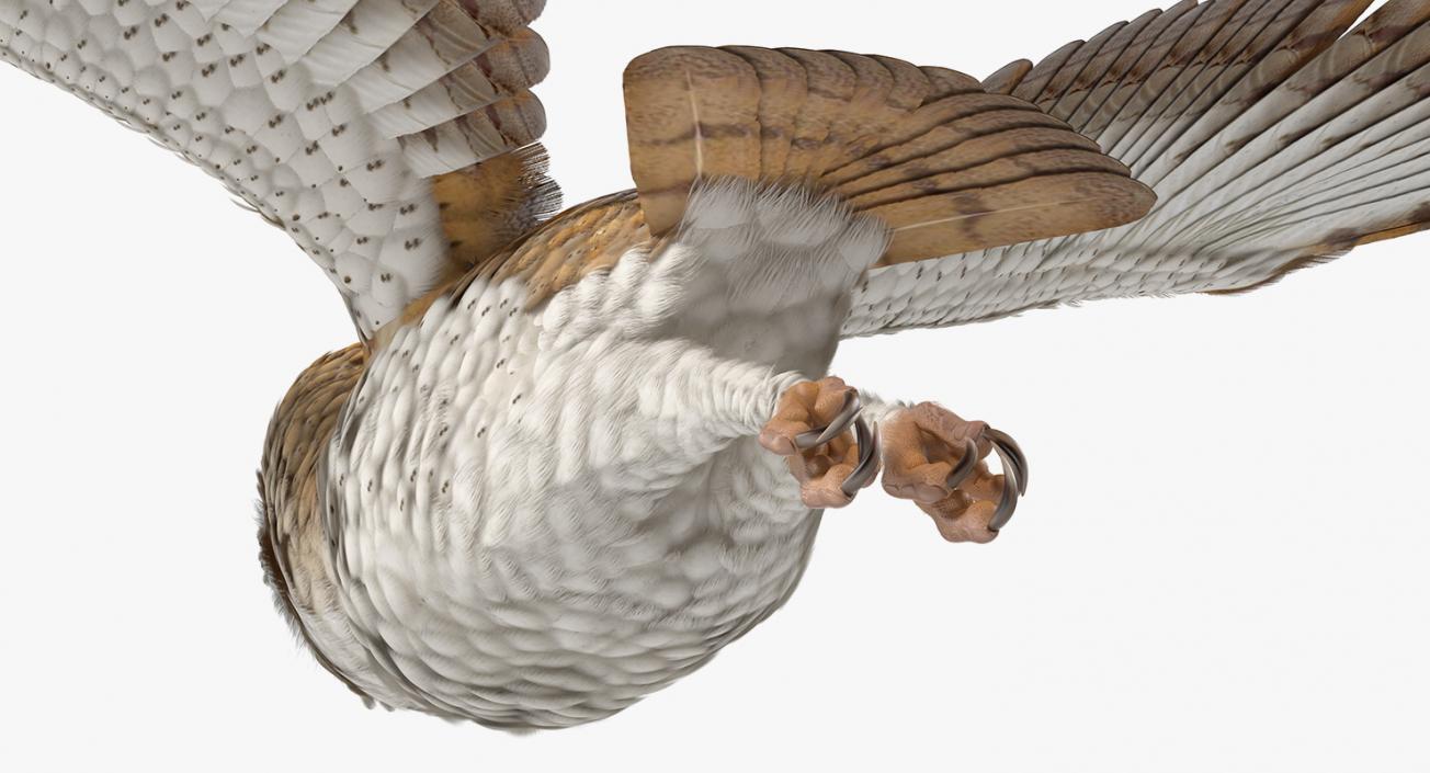 3D model Barn Owl Flying