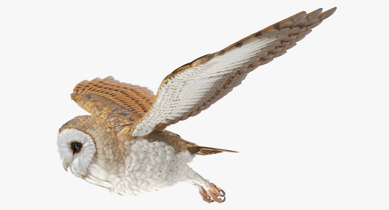 3D model Barn Owl Flying