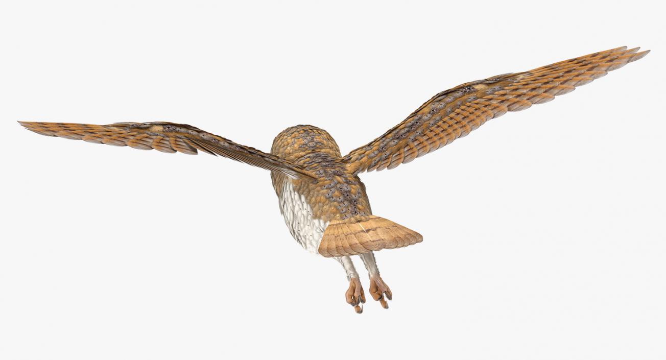 3D model Barn Owl Flying