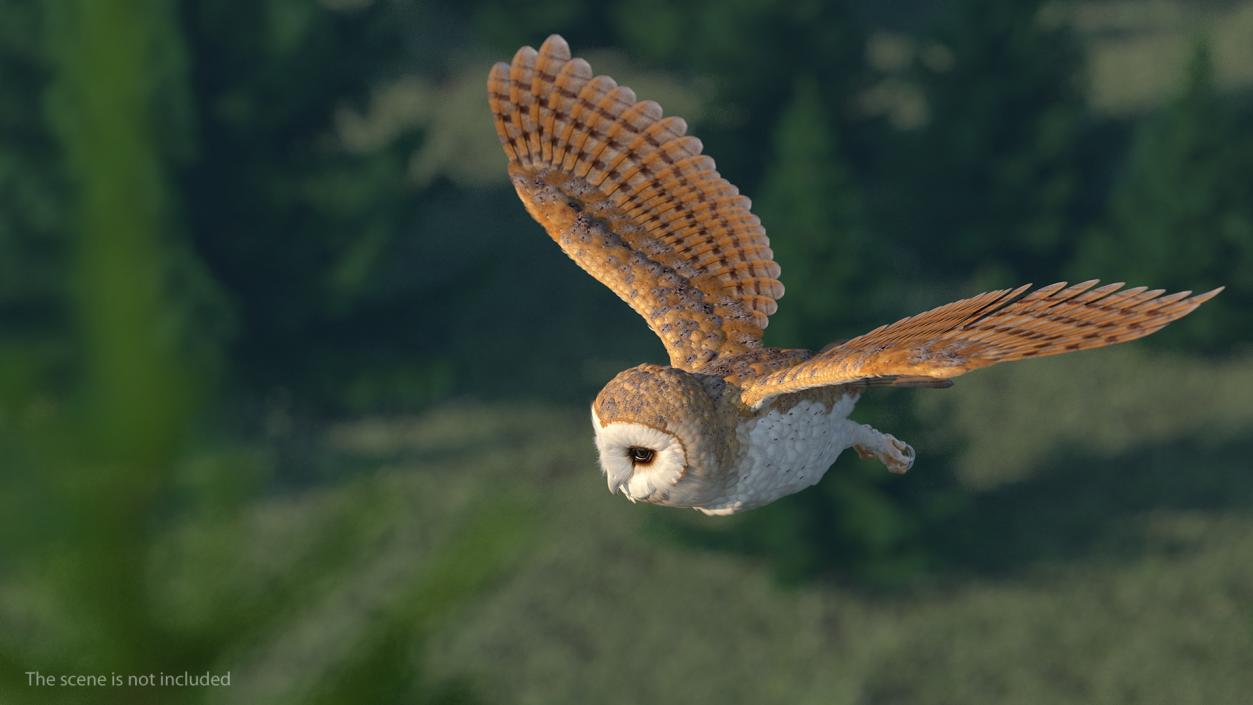 3D model Barn Owl Flying