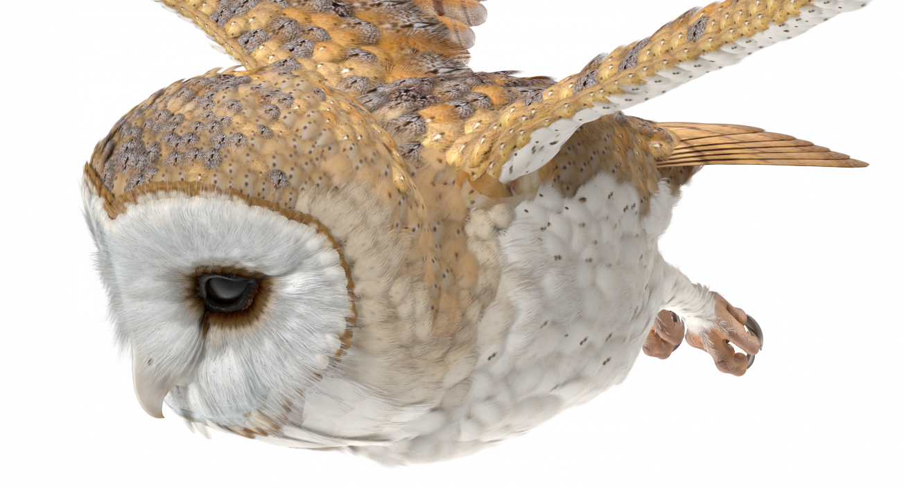 3D model Barn Owl Flying