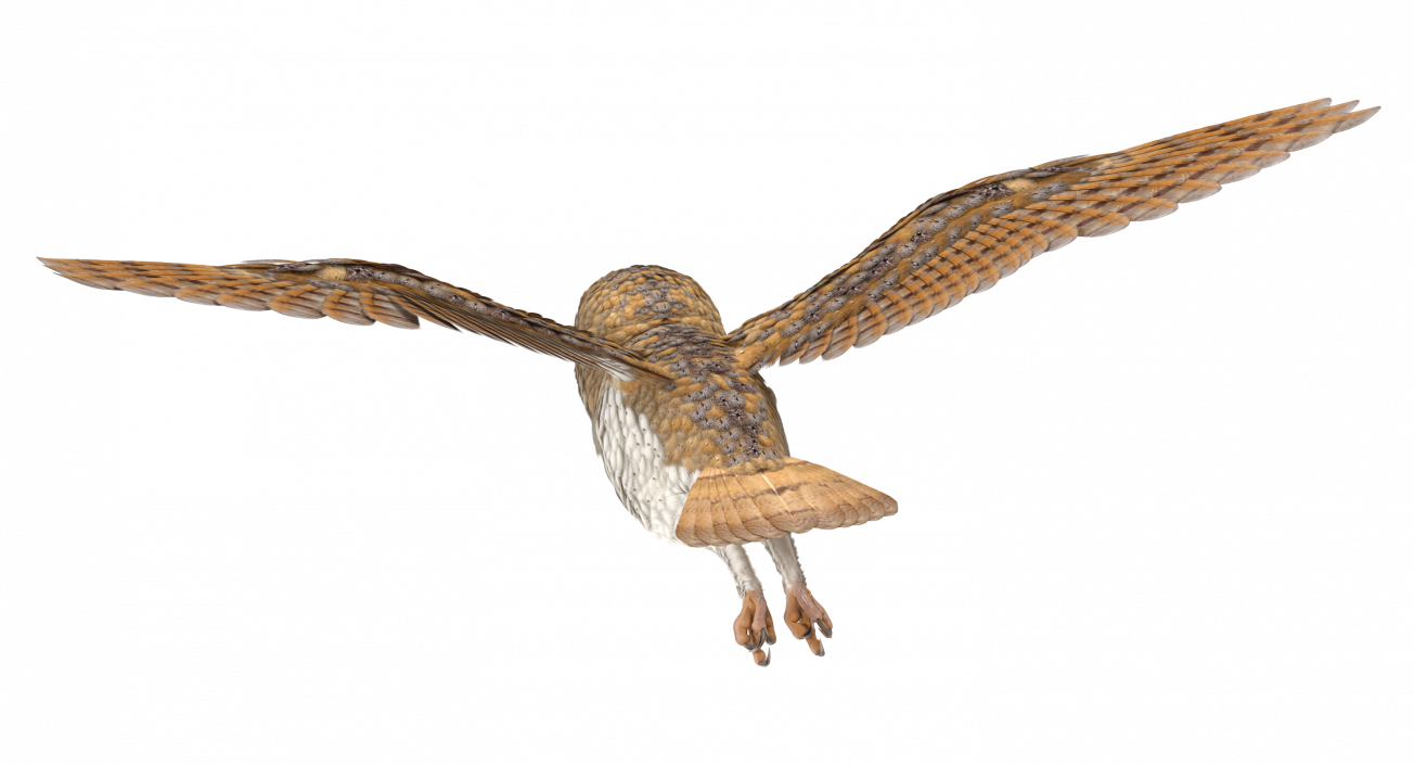 3D model Barn Owl Flying