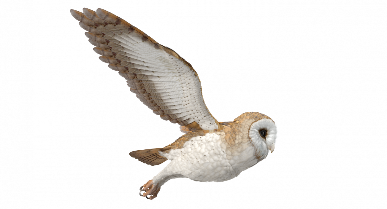 3D model Barn Owl Flying