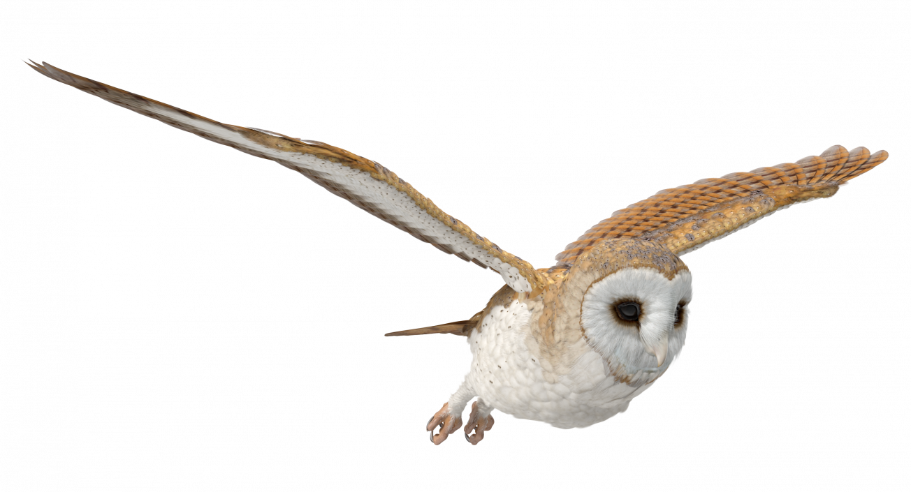 3D model Barn Owl Flying