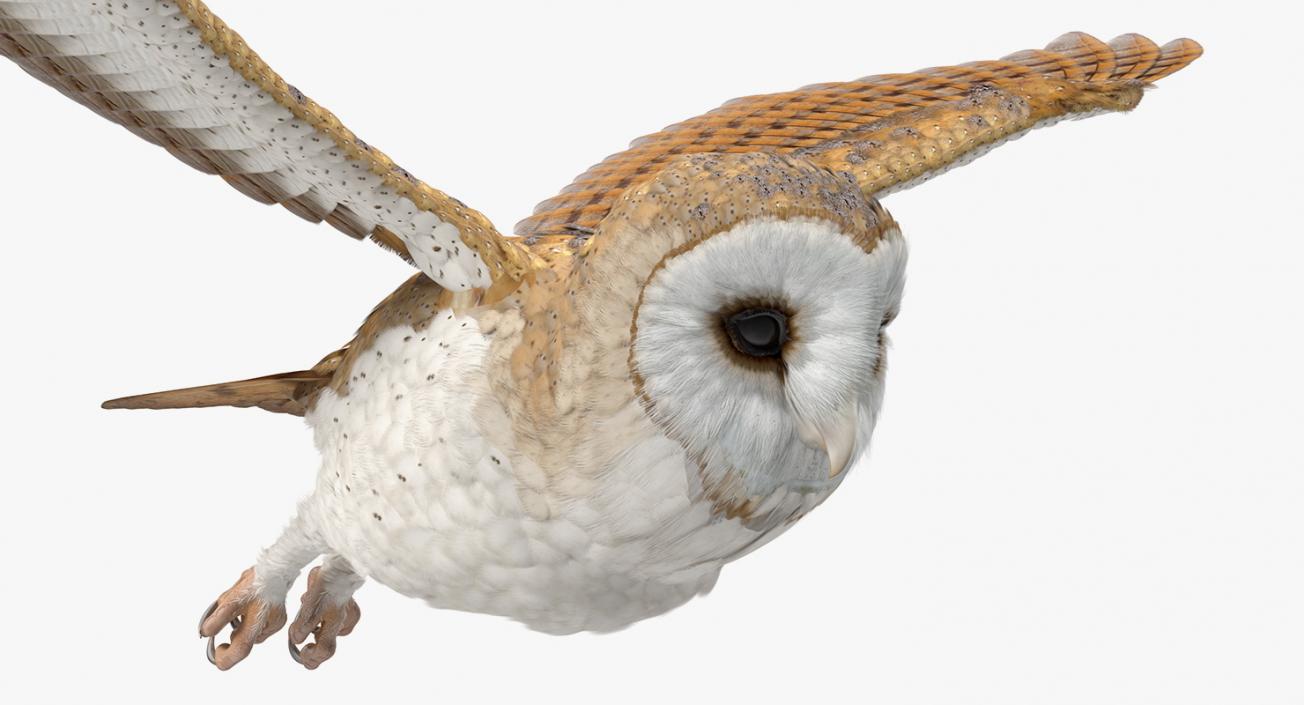 3D model Barn Owl Flying