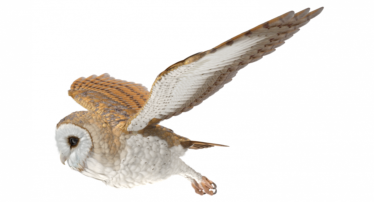 3D model Barn Owl Flying