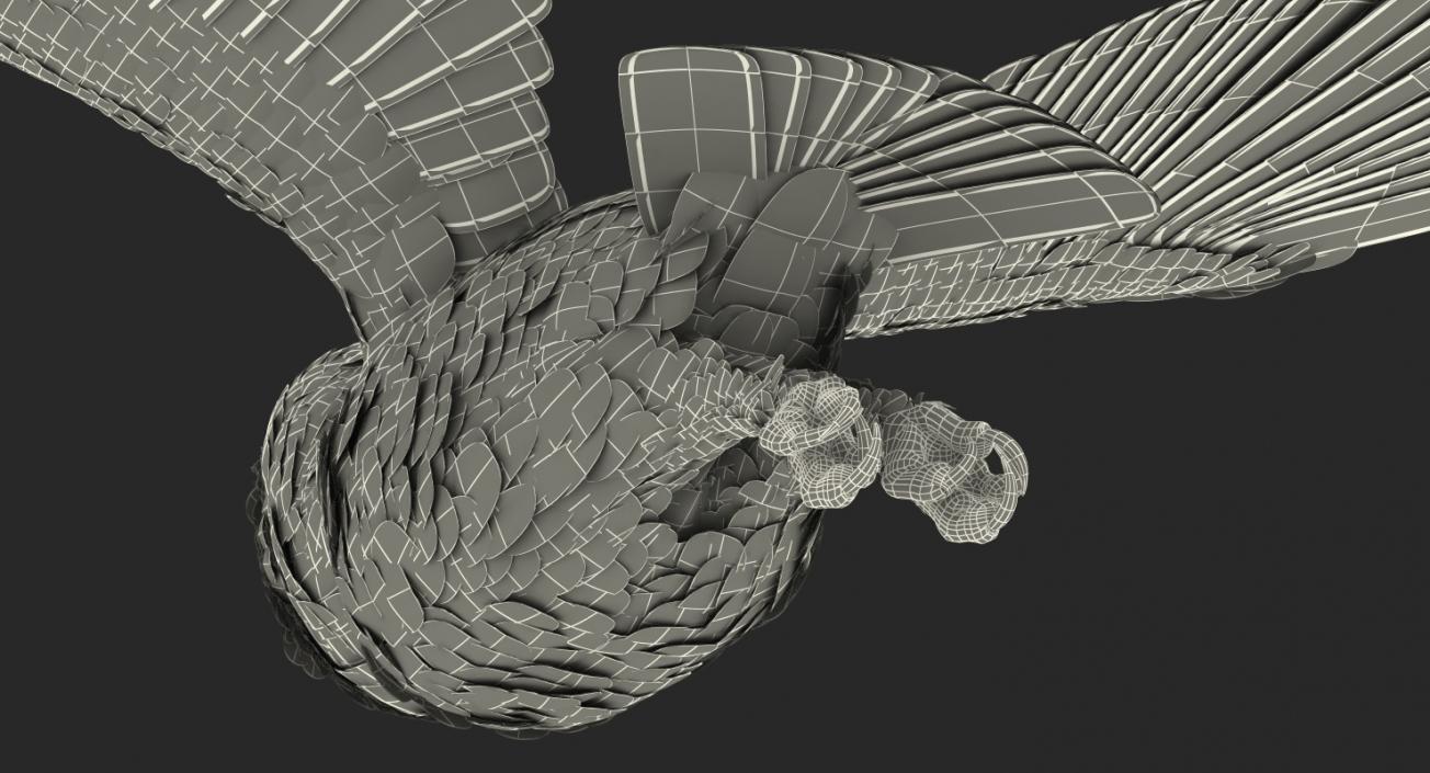 3D model Barn Owl Flying