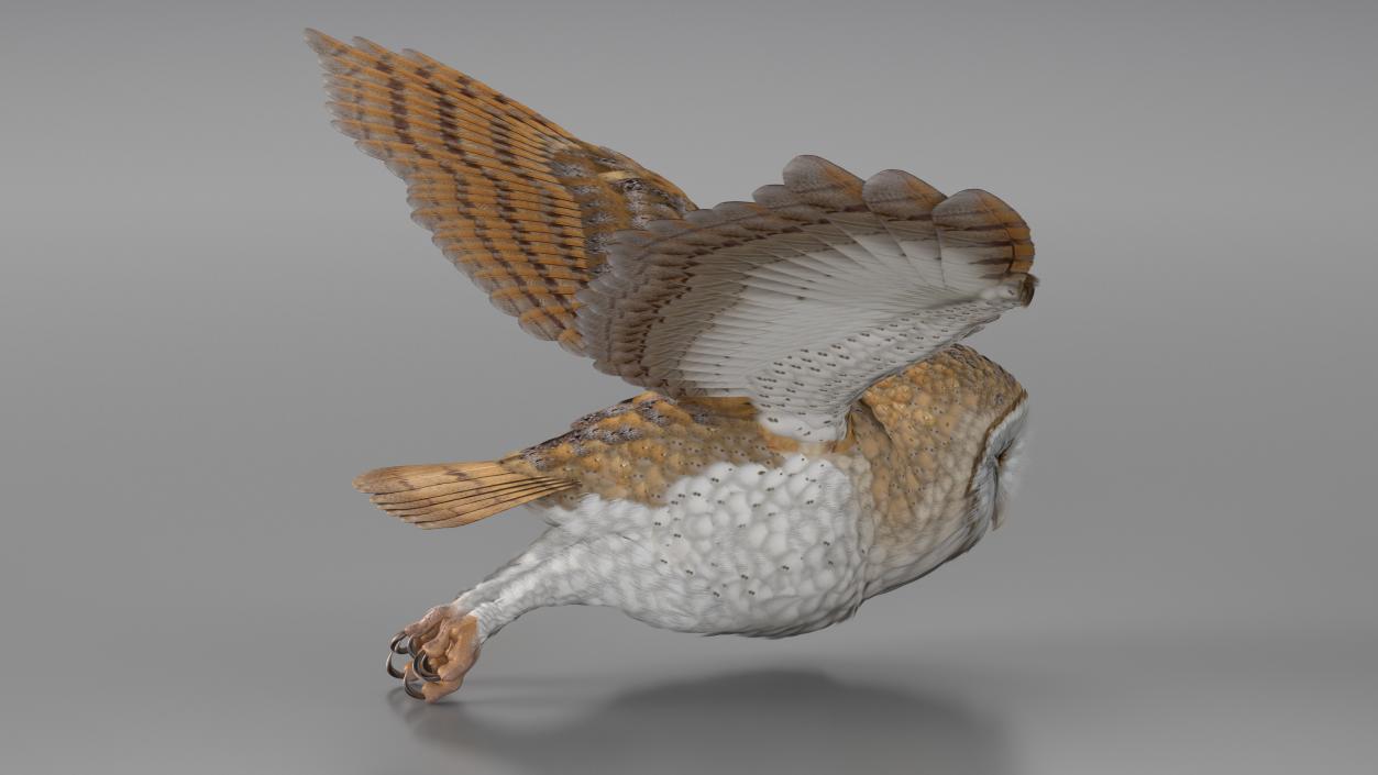 3D model Barn Owl Flying