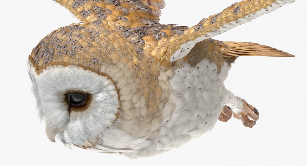 3D model Barn Owl Flying