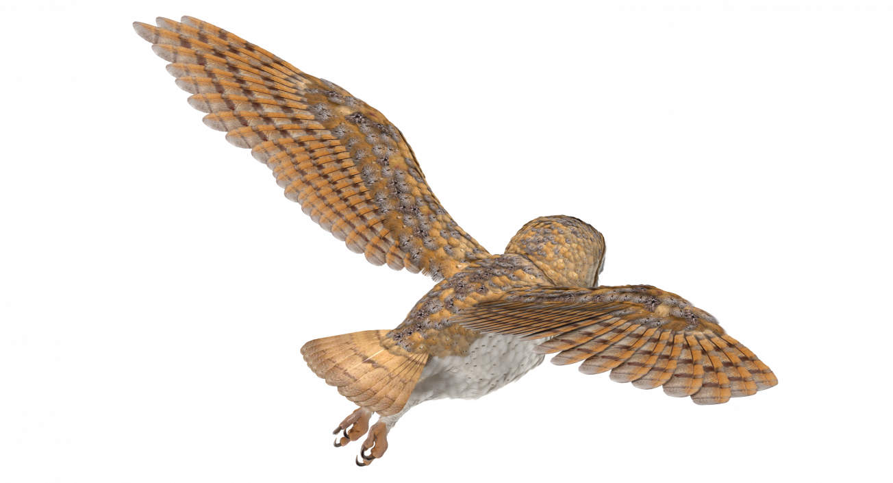 3D model Barn Owl Flying