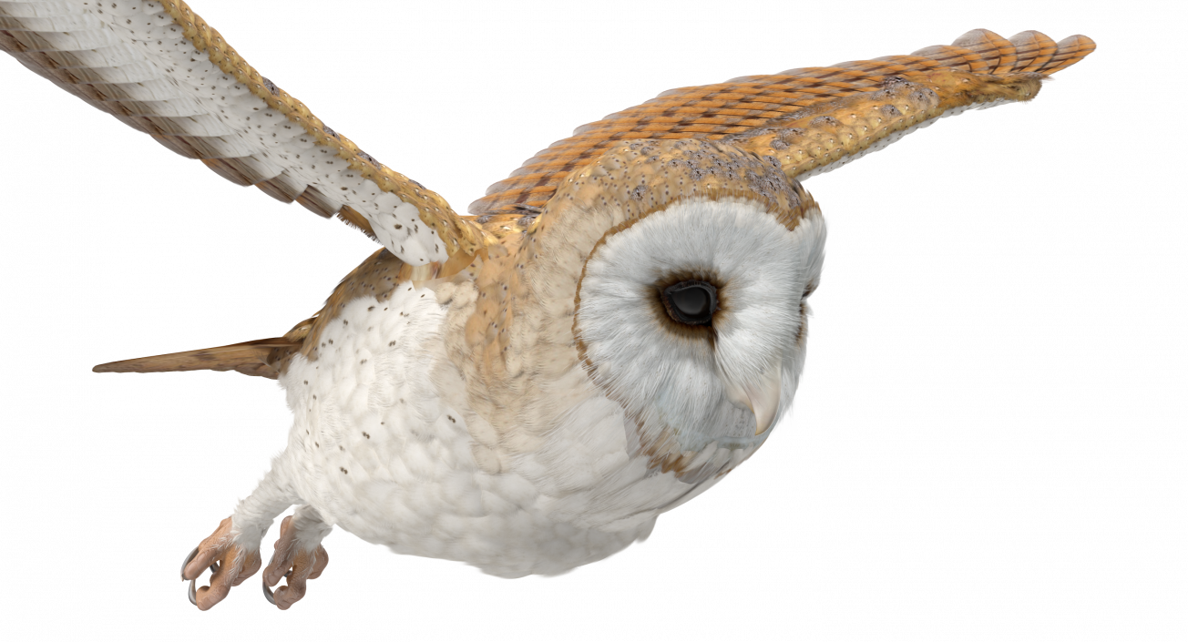 3D model Barn Owl Flying